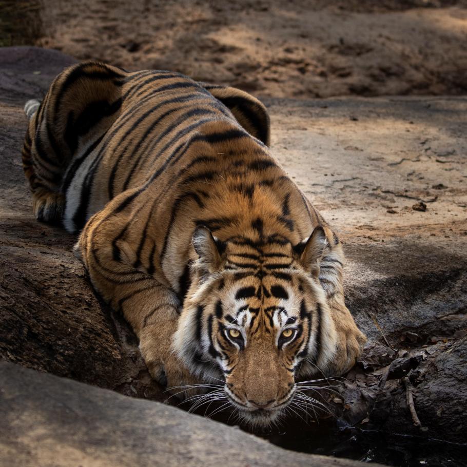 India - Nel regno della tigre