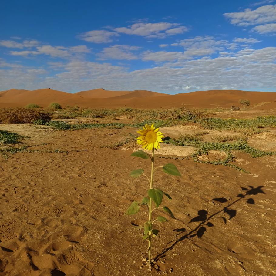 Sunflower at Sossusvlei