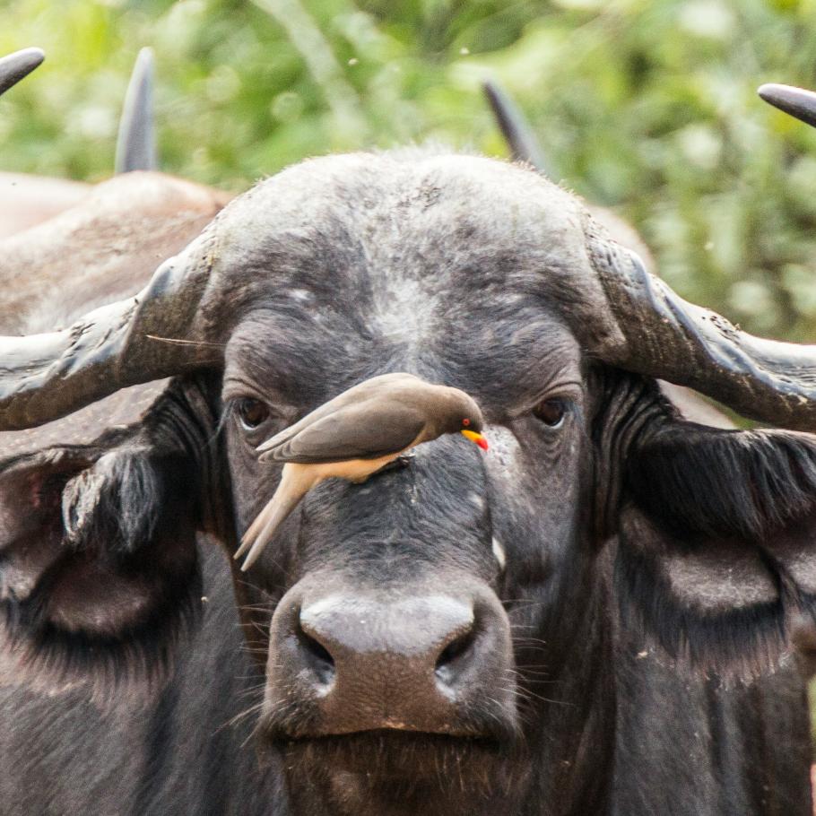 Bufalo Samburu Kenya