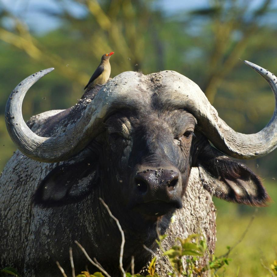Bufalo Aberdare Kenya