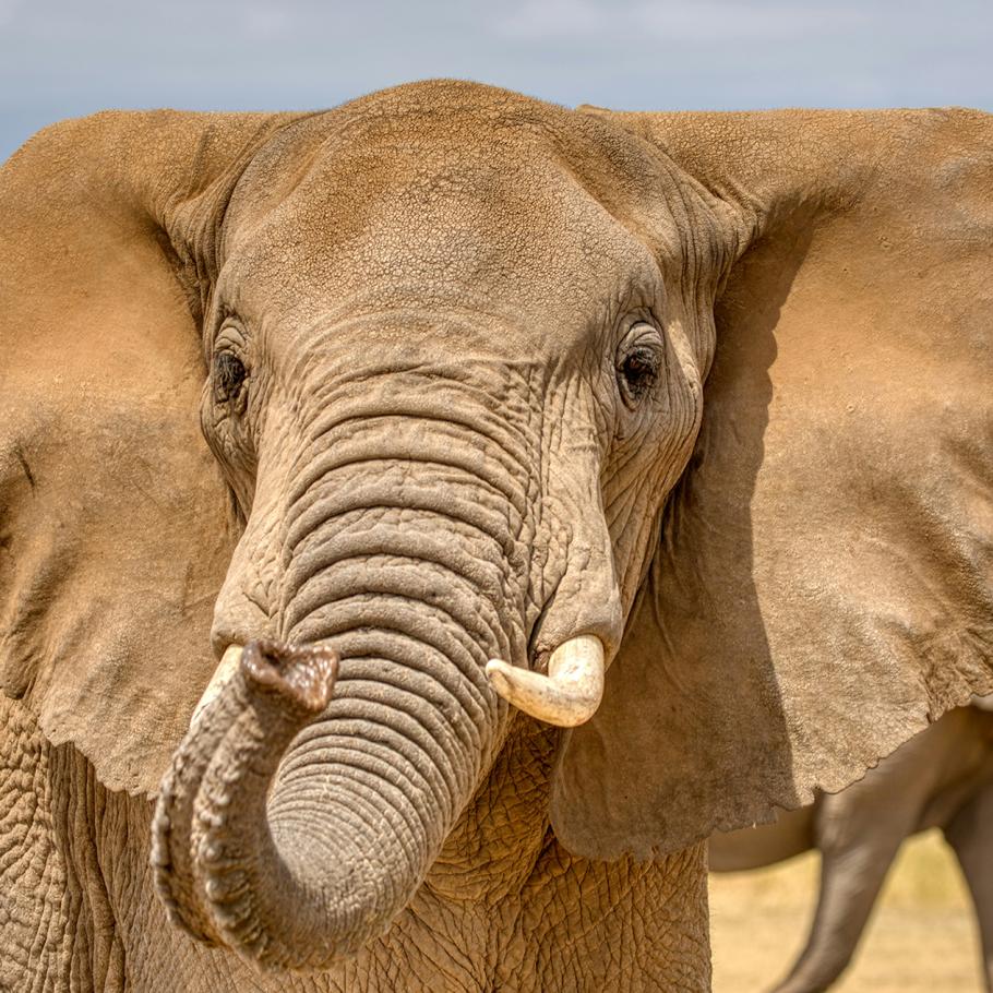 Elefante Amboseli Kenya