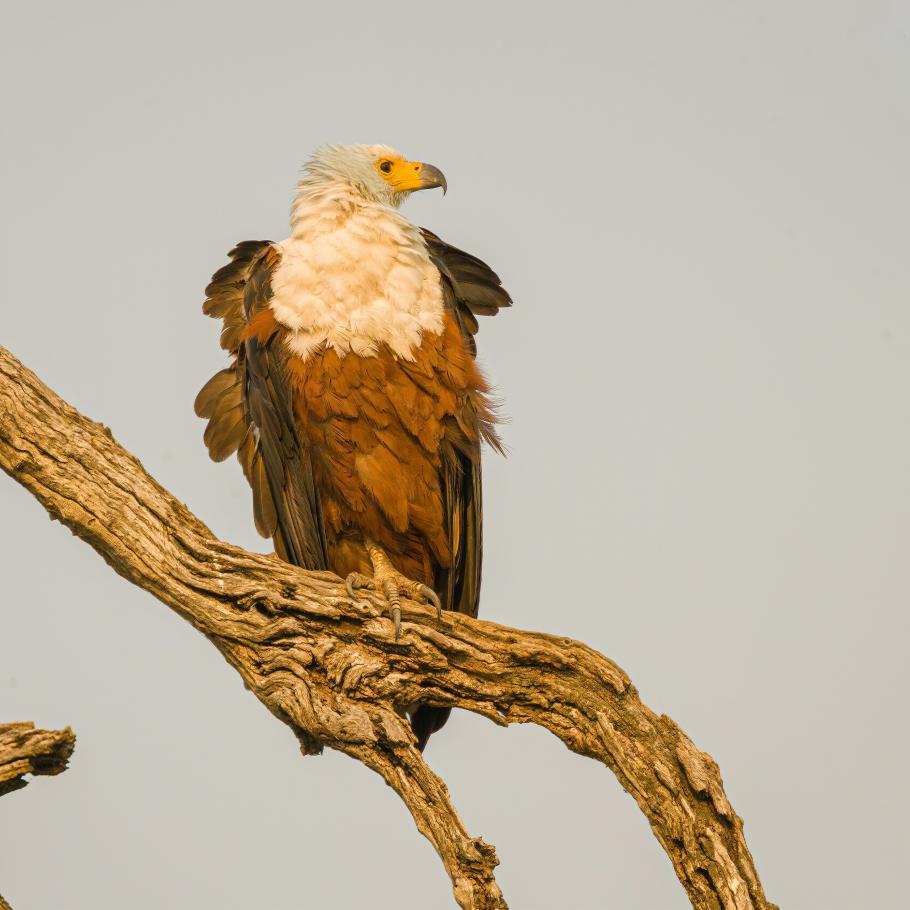 Fish Eagle Lago Nakuru Kenya