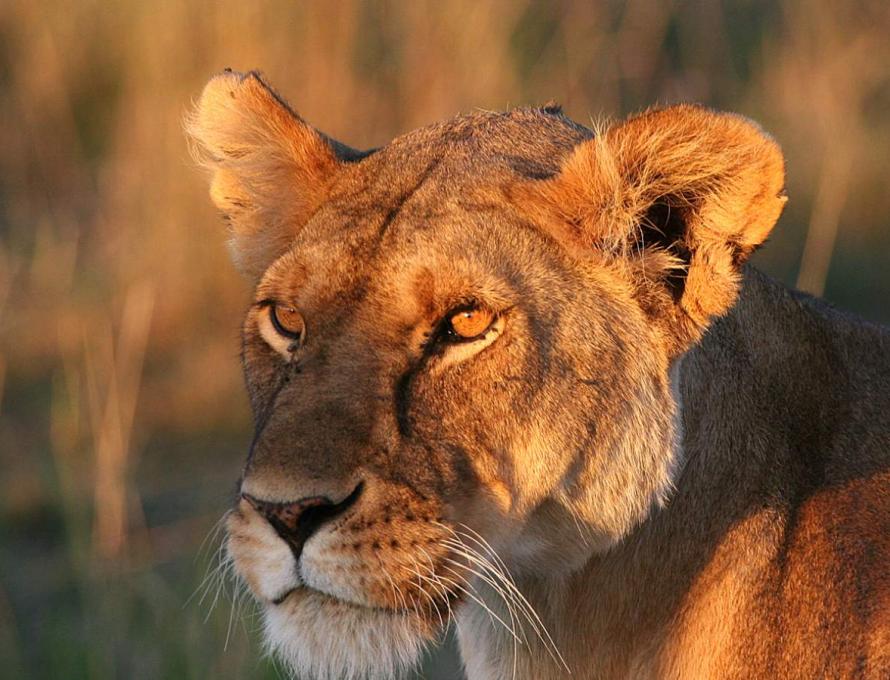 Walking Safari