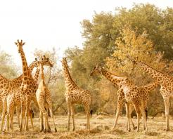 Le Giraffe di Zakouma