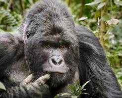 Uganda o Ruanda? Parliamo di gorilla tracking!