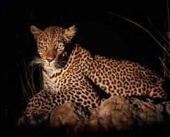 Safari notturni: l’Africa selvaggia che prende vita dopo il tramonto