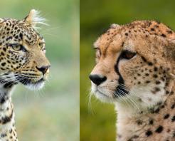Ghepardo vs Leopardo: qual è la differenza?