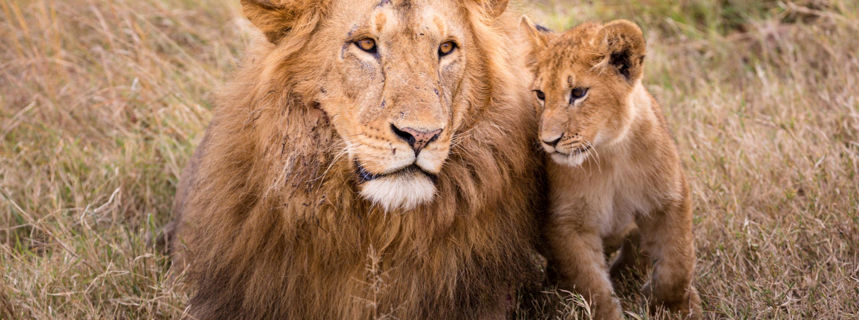 Tanzania - Le grandi pianure e Ngorongoro