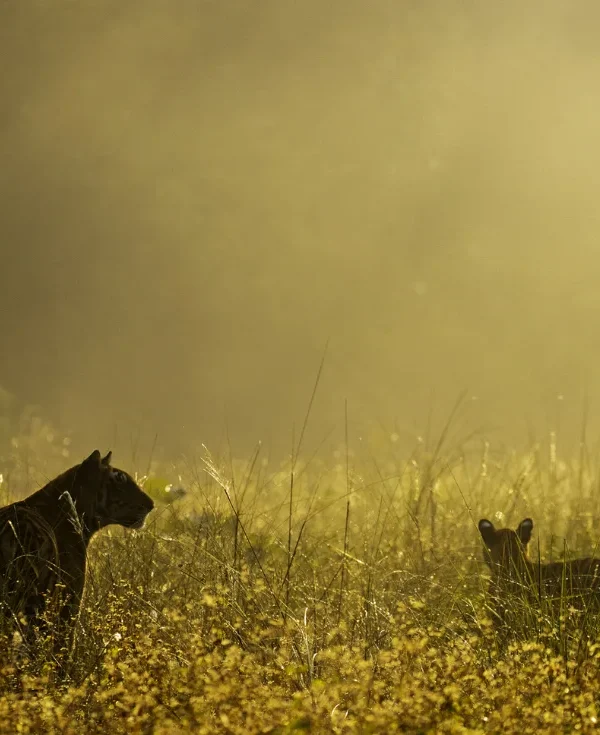 India - Nel regno della tigre