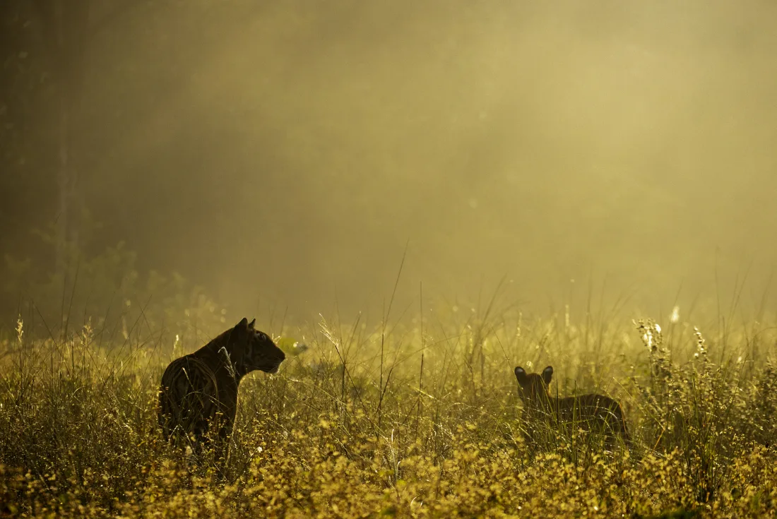 India - Nel regno della tigre