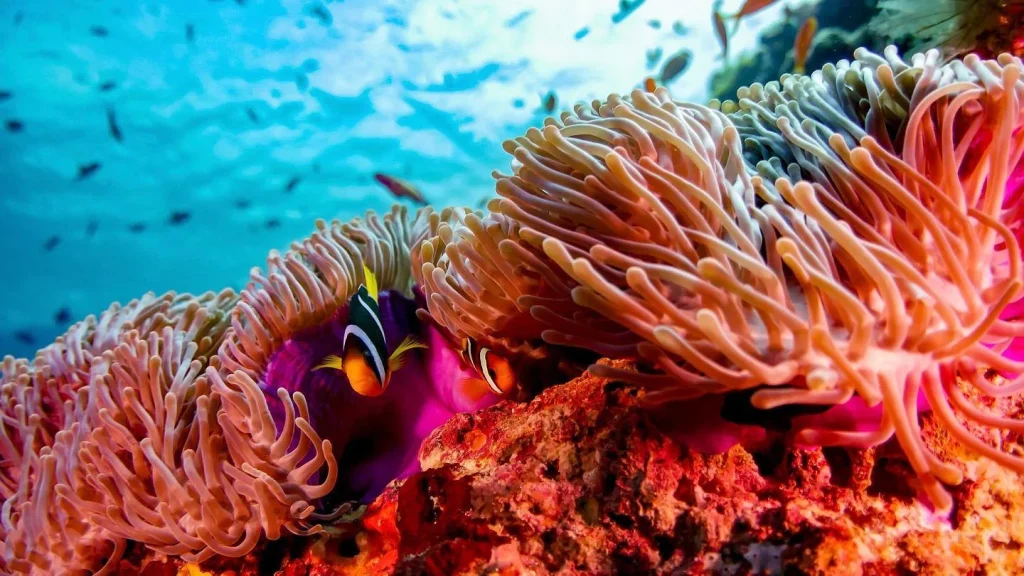 Maldive
