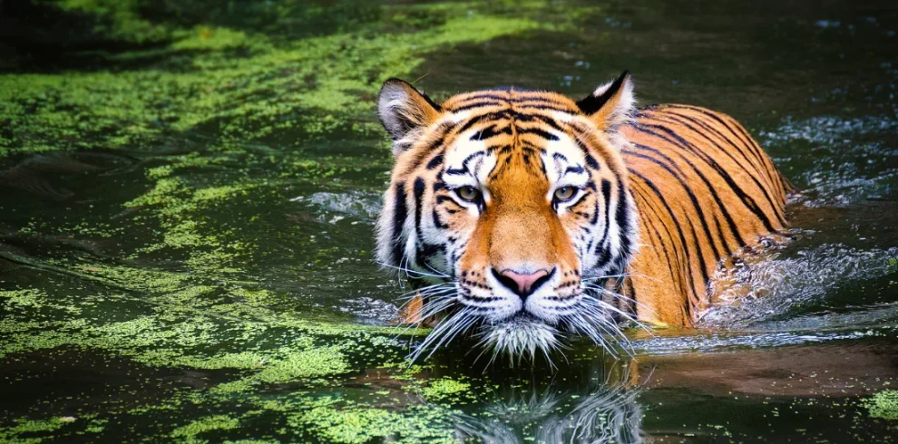 Focus: gli occhi della Tigre