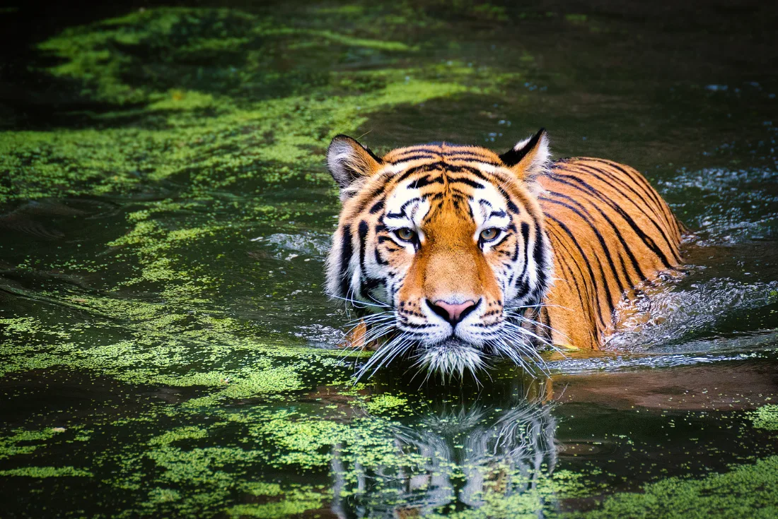 Focus: gli occhi della Tigre