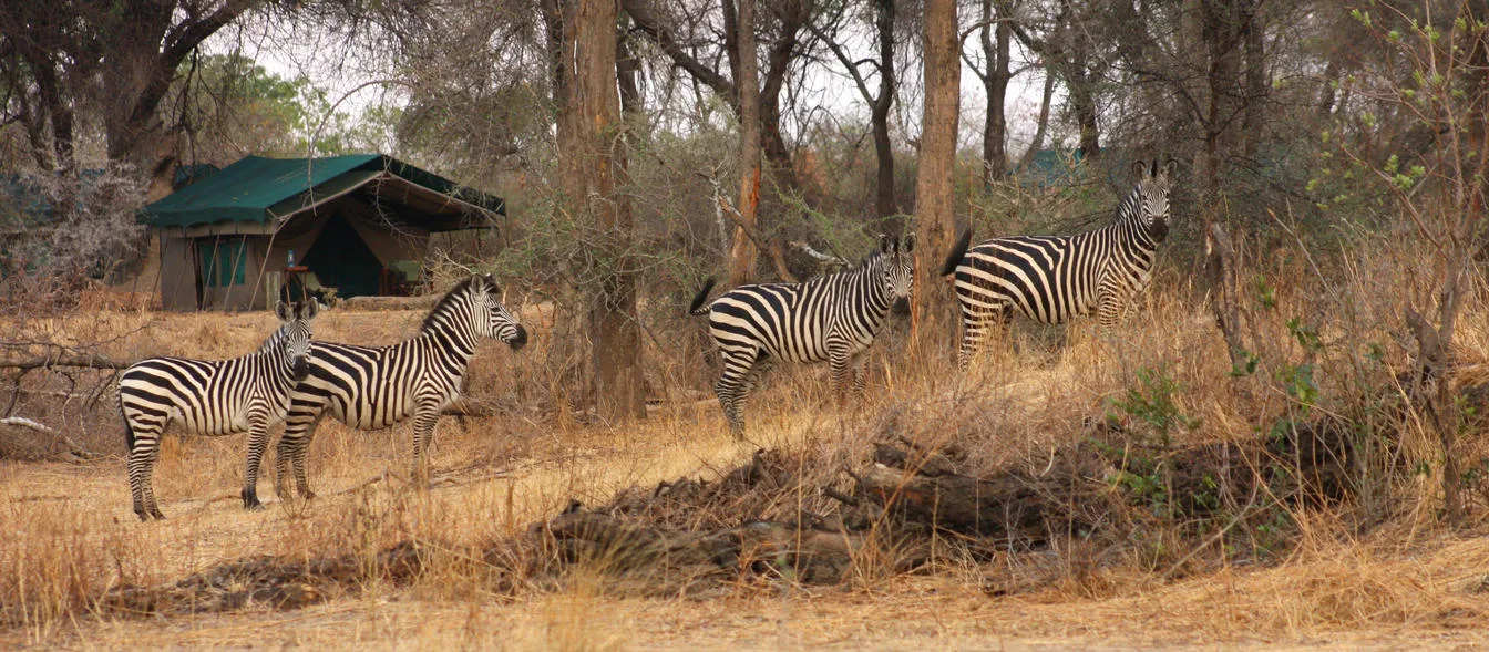 Tanzania - I parchi del sud