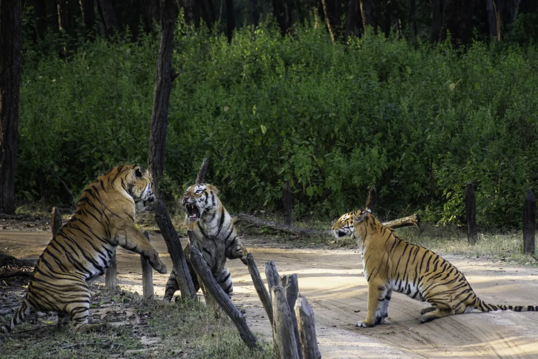 India - Nel regno della tigre