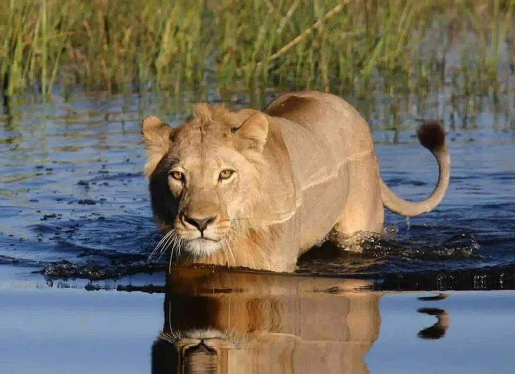 Botswana, Leone