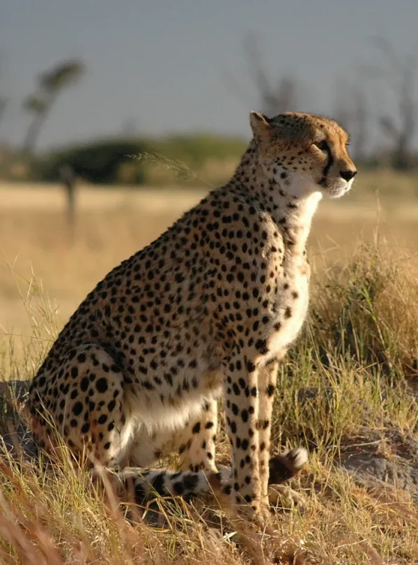 Botswana – Delta & Wildlife Adventure