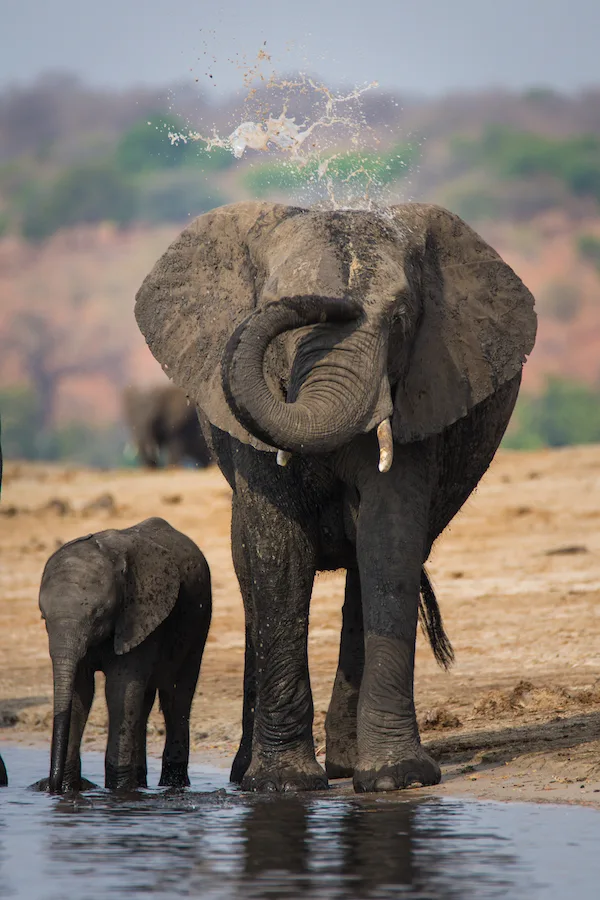 Botswana - Fish Eagle Safari - Camping Safari