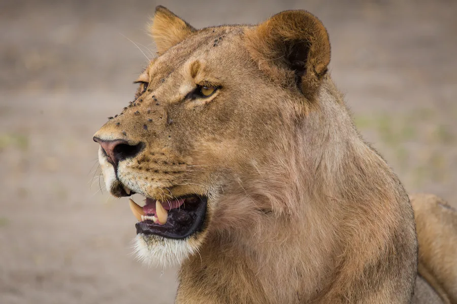 Botswana - Lion Safari - Camping Safari