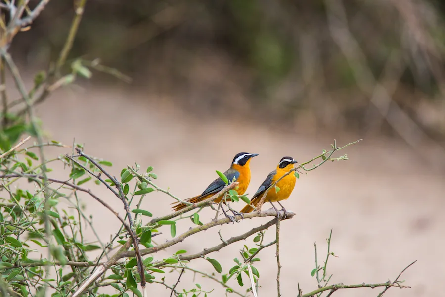 Botswana - Elephant Safari - Camping Safari