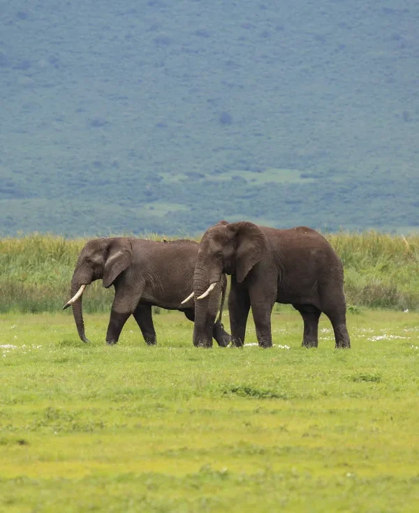 Tanzania: Serengeti Neptune Safari