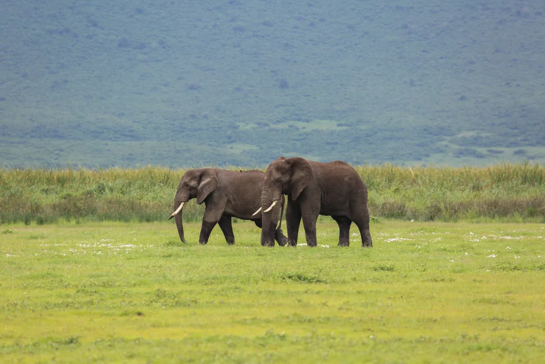 Tanzania: Serengeti Neptune Safari