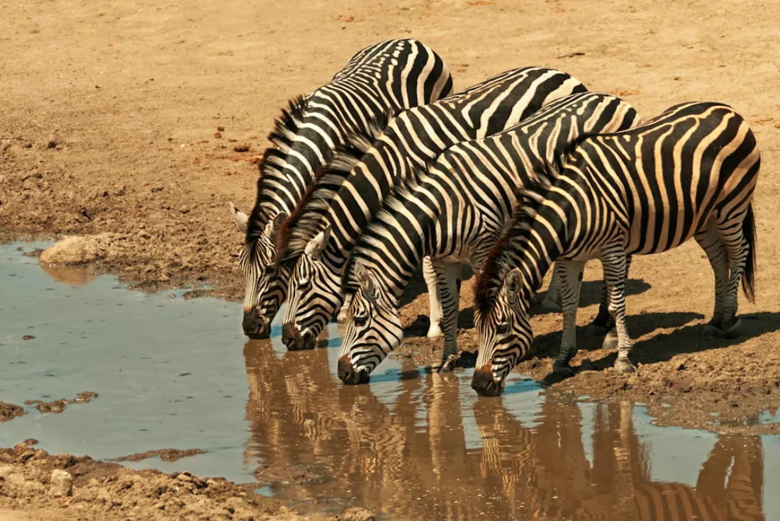 Il respiro dell'Africa - Cascate, Safari e Pura Natura