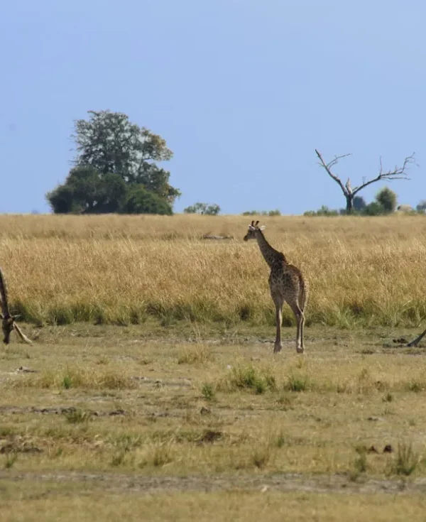 Il respiro dell'Africa - Cascate, Safari e Pura Natura