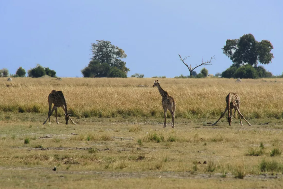 Il respiro dell'Africa - Cascate, Safari e Pura Natura