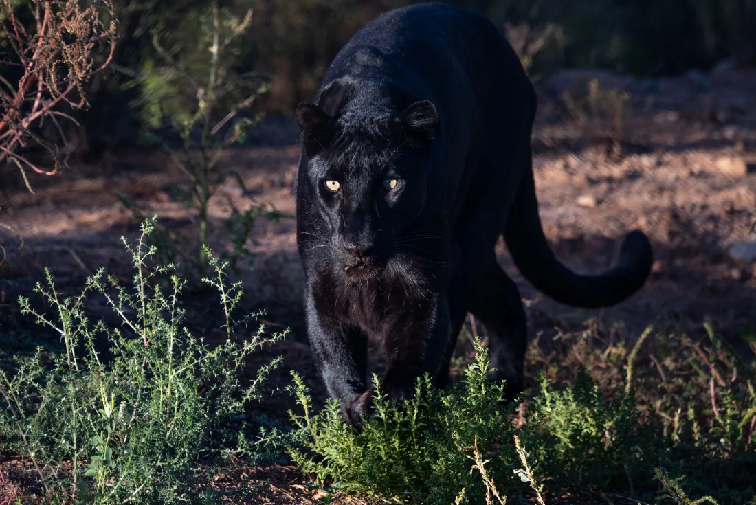 Kenya: Sulle tracce del Leopardo Nero