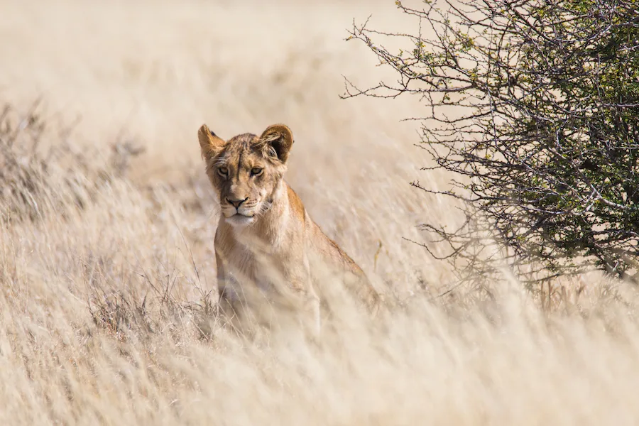 Botswana - Kalahari Safari - Camping Safari