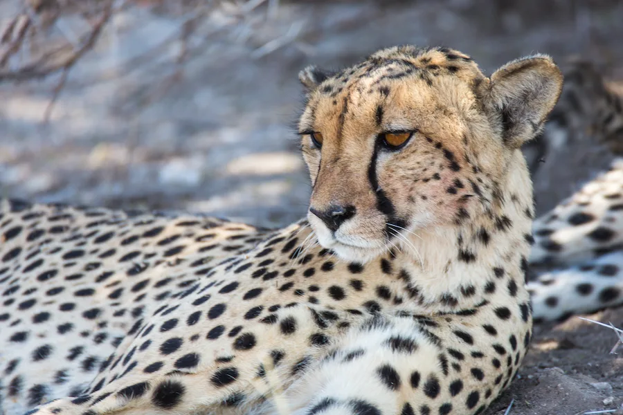 Botswana - Leopard Safari - Camping Safari