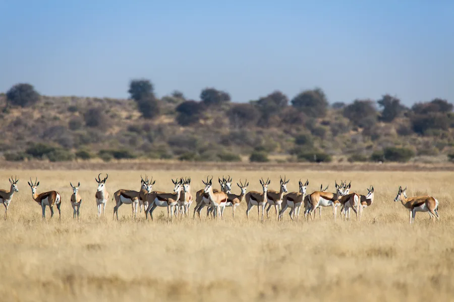 Botswana - Leopard Safari - Camping Safari