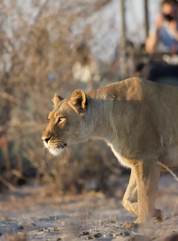 Botswana - Desert & Delta Classic - Lodge safari