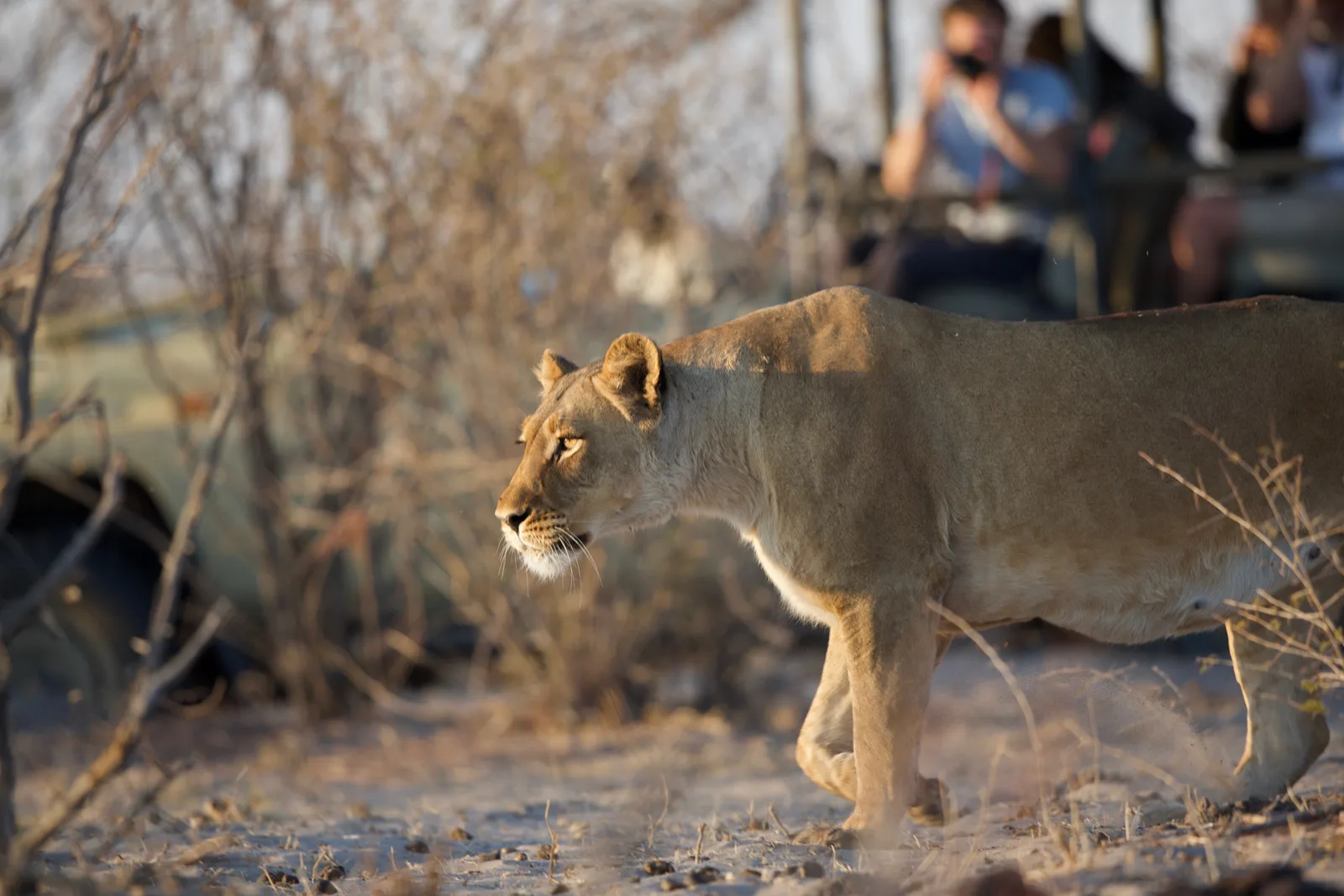 Botswana - Desert & Delta Classic - Lodge safari