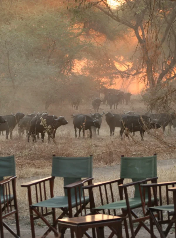 Tanzania - I parchi del sud