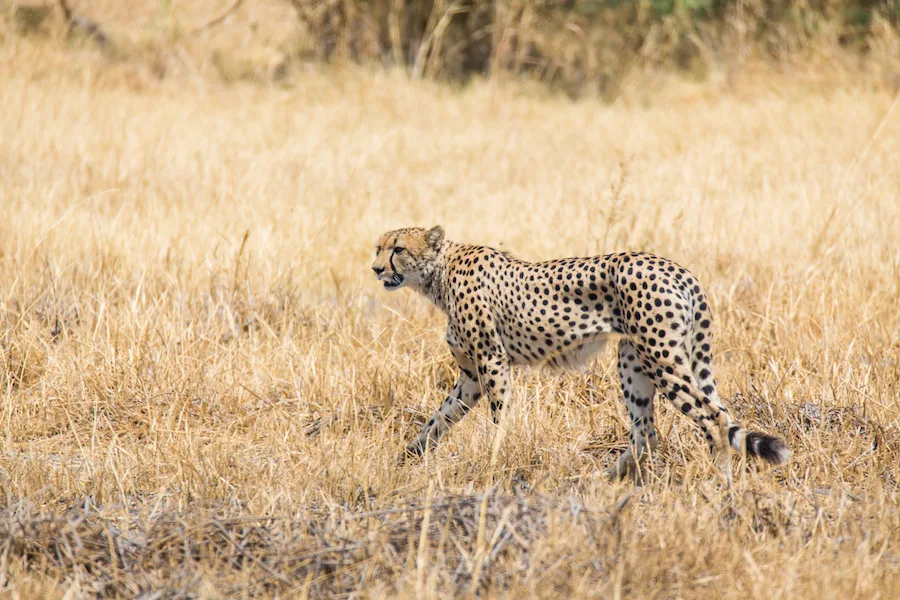 Botswana - Fish Eagle Safari - Camping Safari