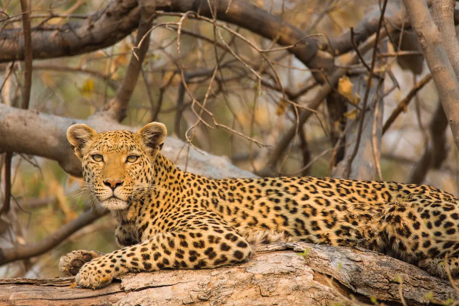 Botswana - Fish Eagle Safari - Camping Safari