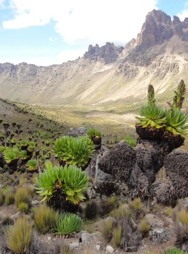Trekking sul monte Kenya