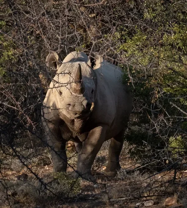 Kenya - Saruni Rhino