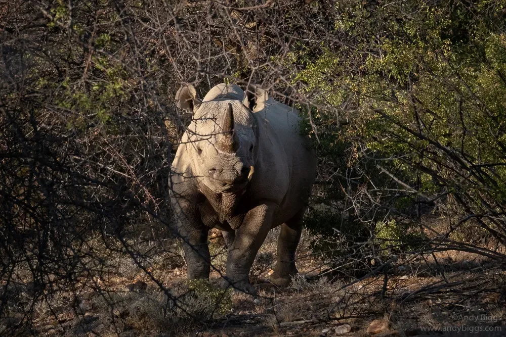 Kenya - Saruni Rhino