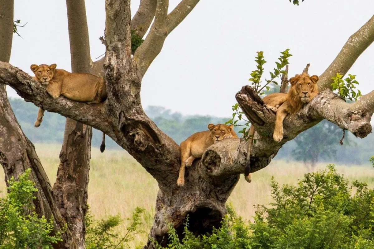Uganda - Panorama