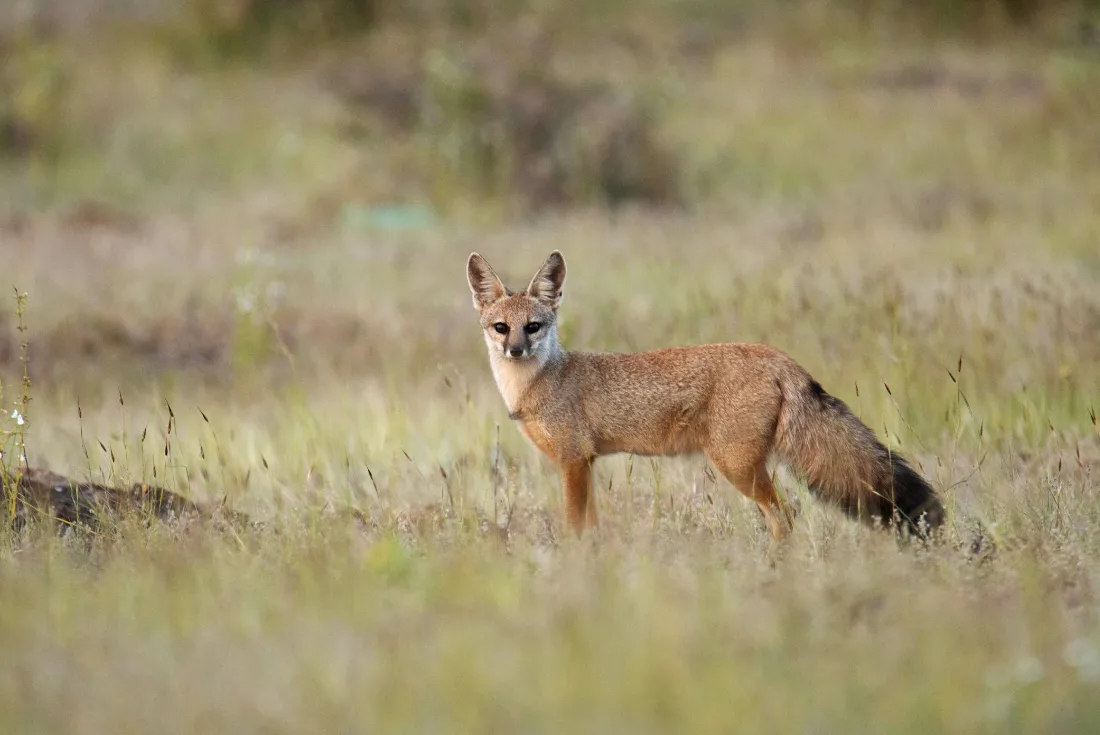 Focus: gli occhi della Tigre