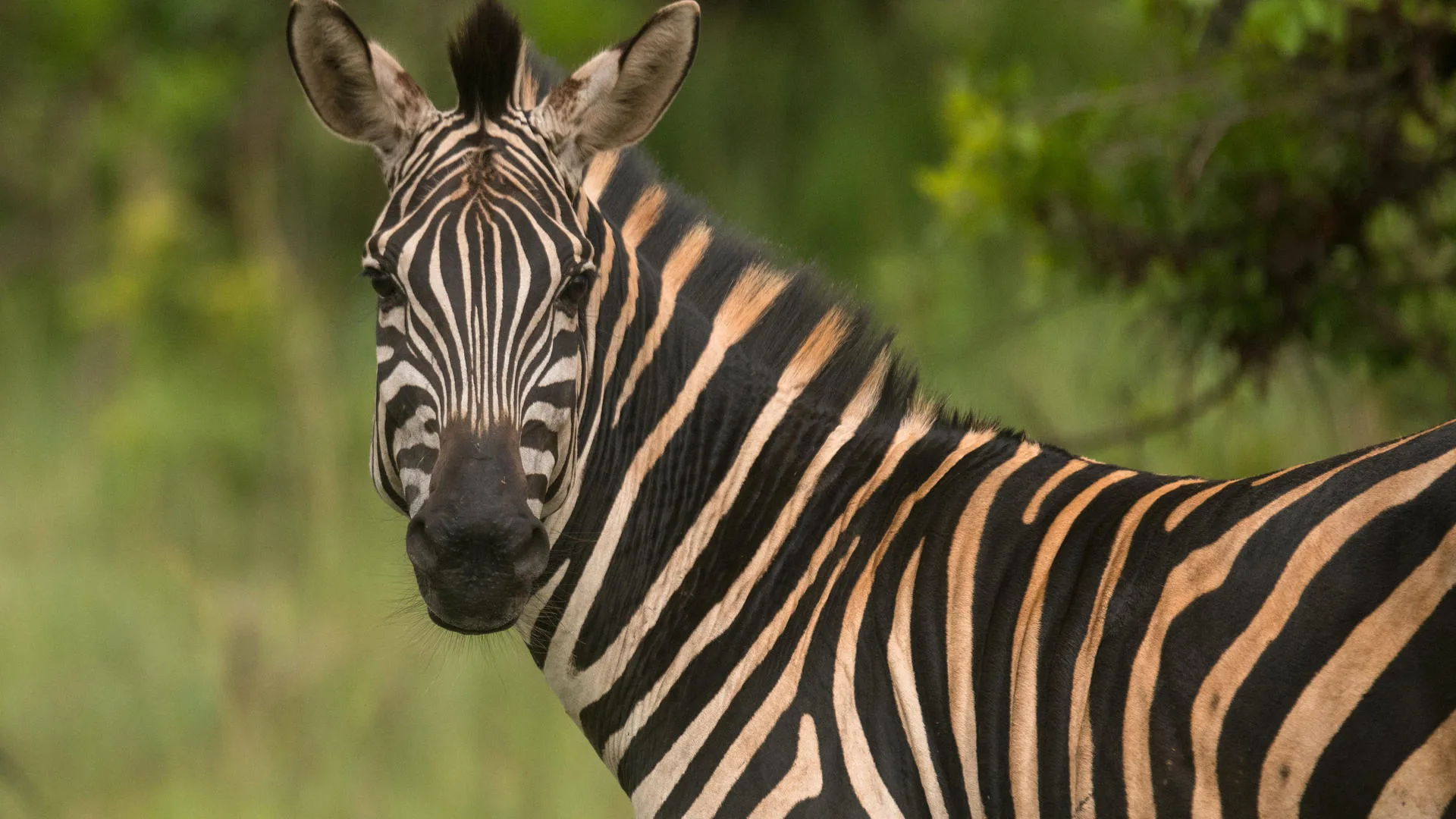 Rwanda Best Safari