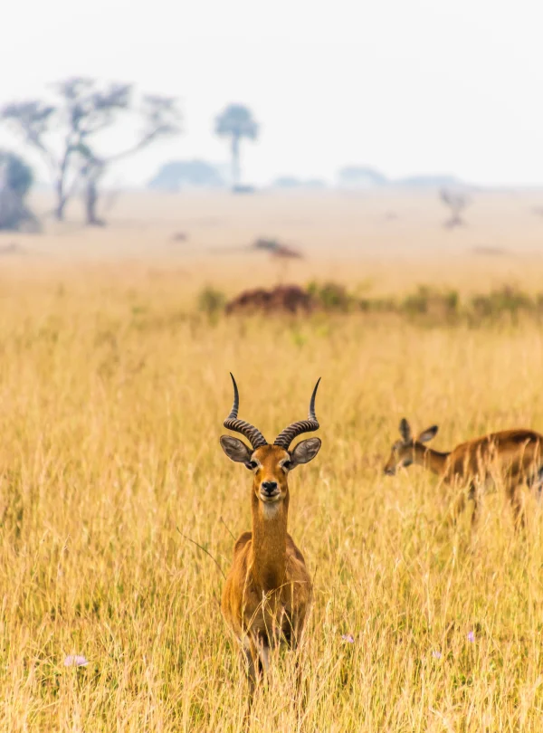 Uganda - Panorama