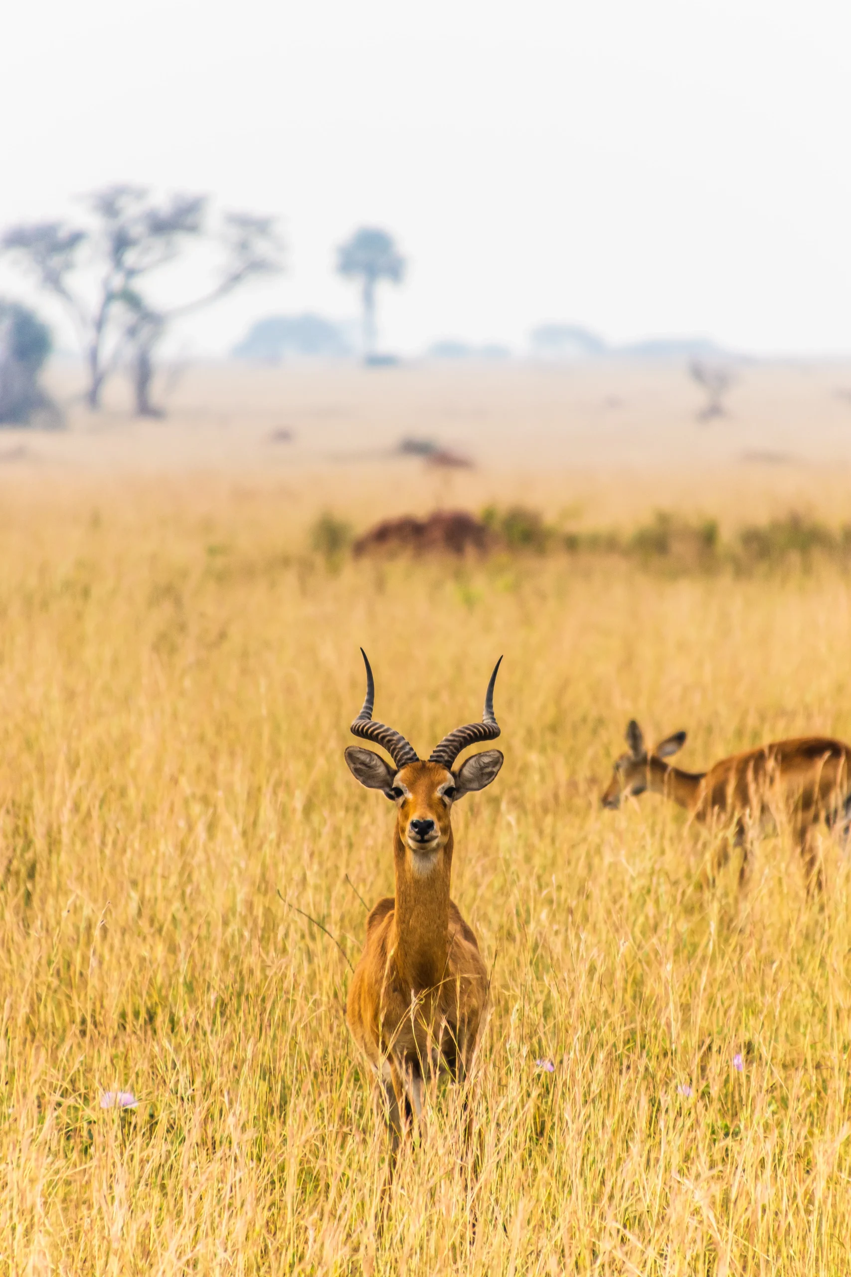 Uganda - Panorama