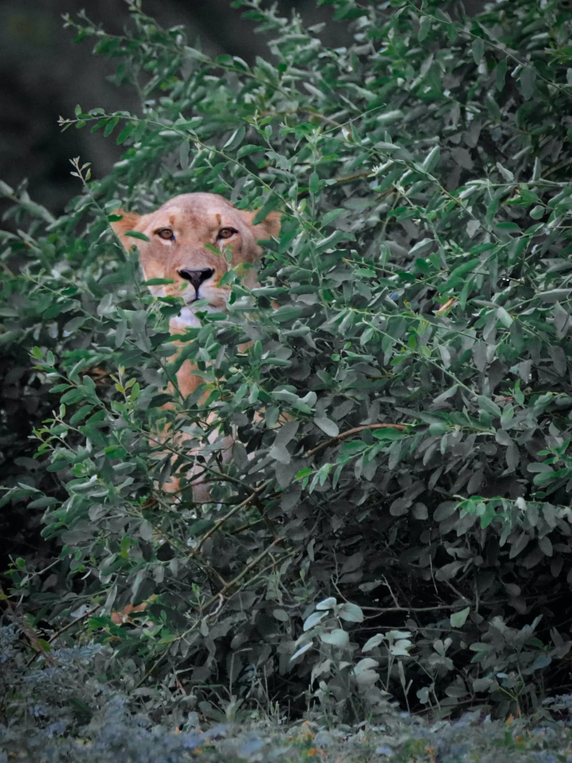 Botswana - Buffalo Safari - Camping Safari
