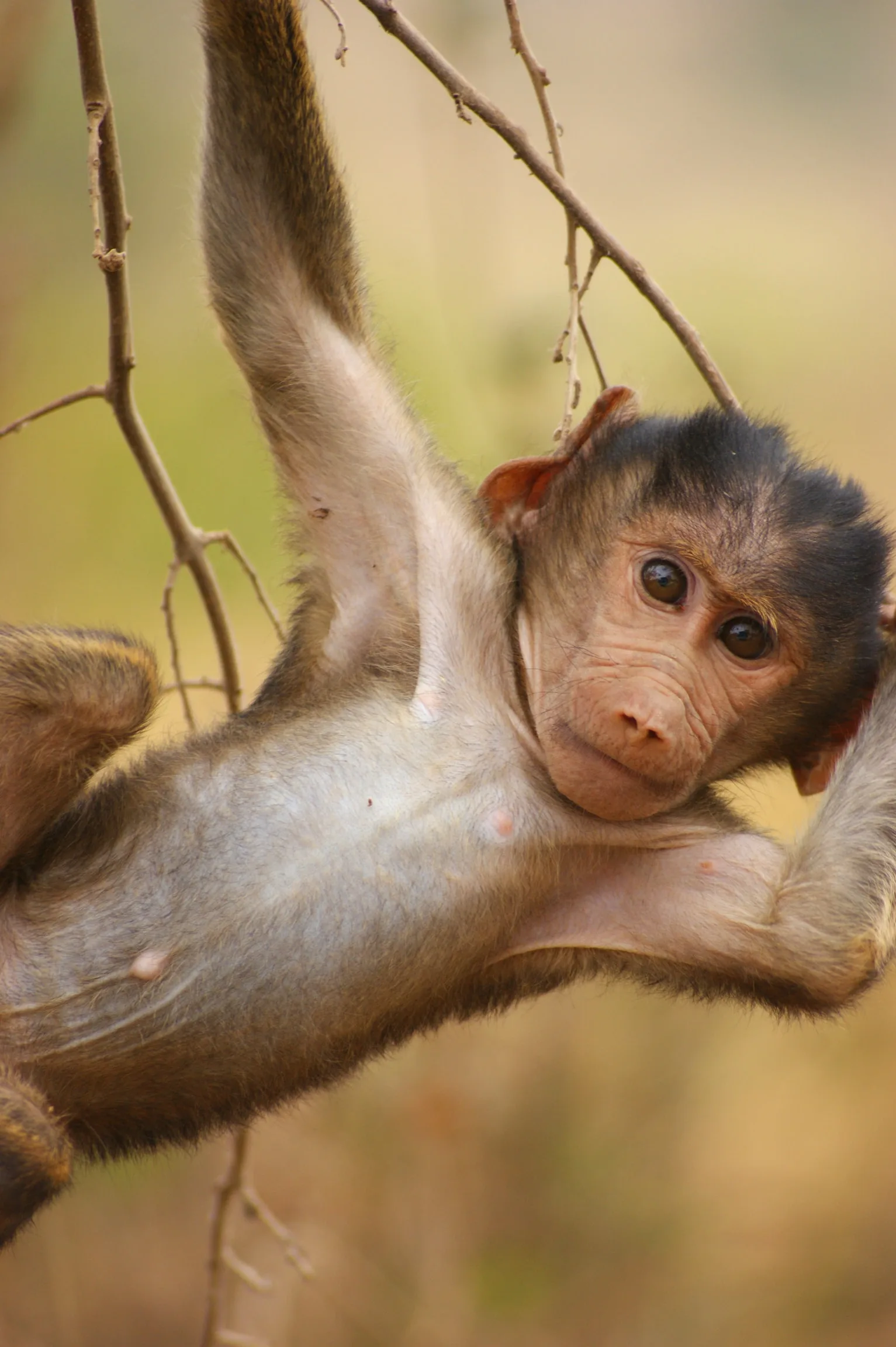 Rwanda Best Safari