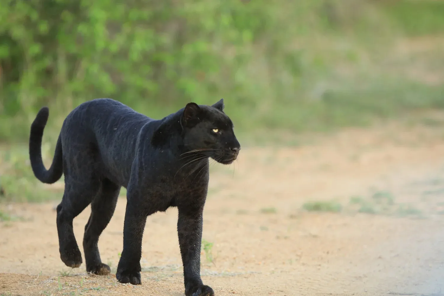 Kenya: Sulle tracce del Leopardo Nero