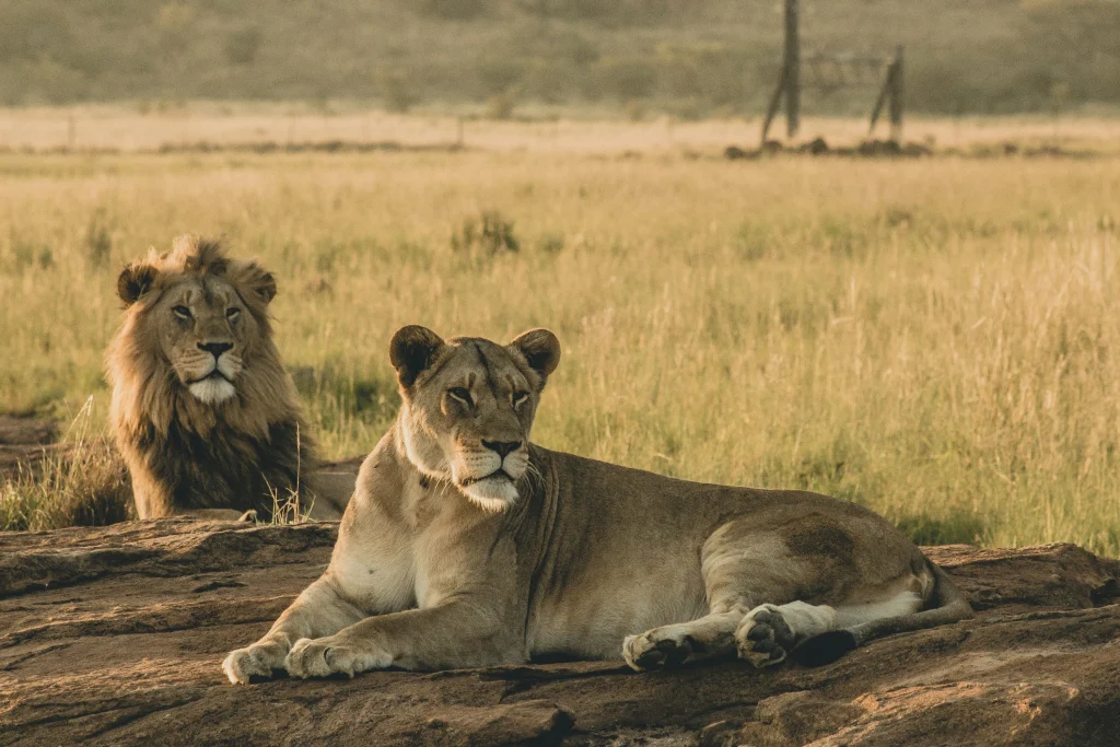 Qual è il periodo migliore per un safari in Africa?